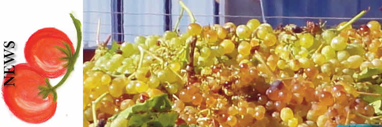 News Sicily news and current events.